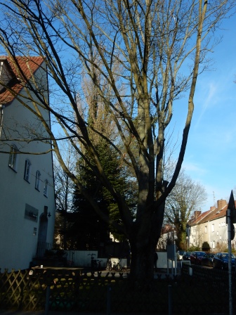 Baumfällung am Haus Eichkamp Baumfällung am Haus Eichkamp